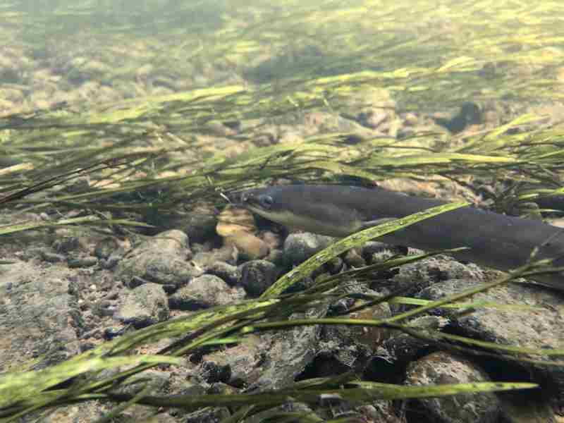 American Eel