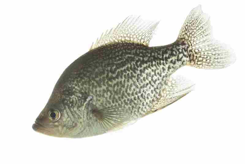 Black Crappie