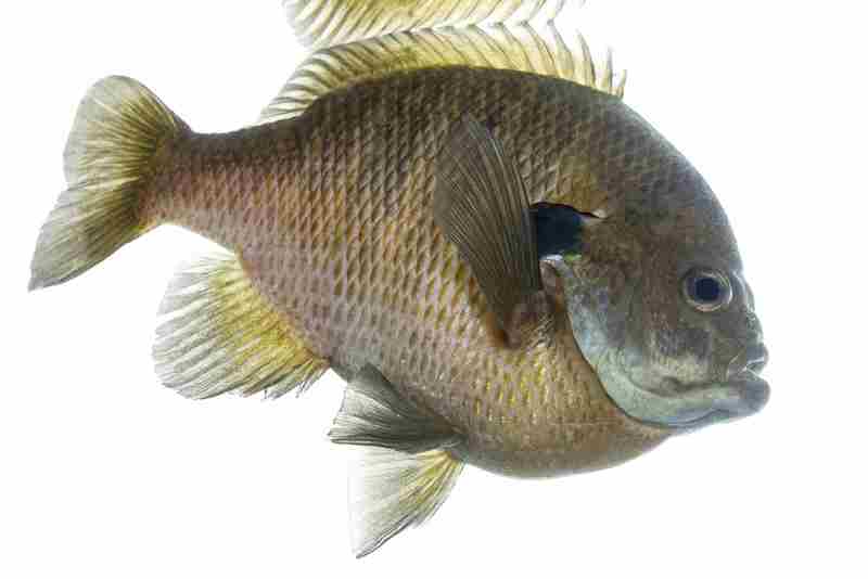 Bluegill