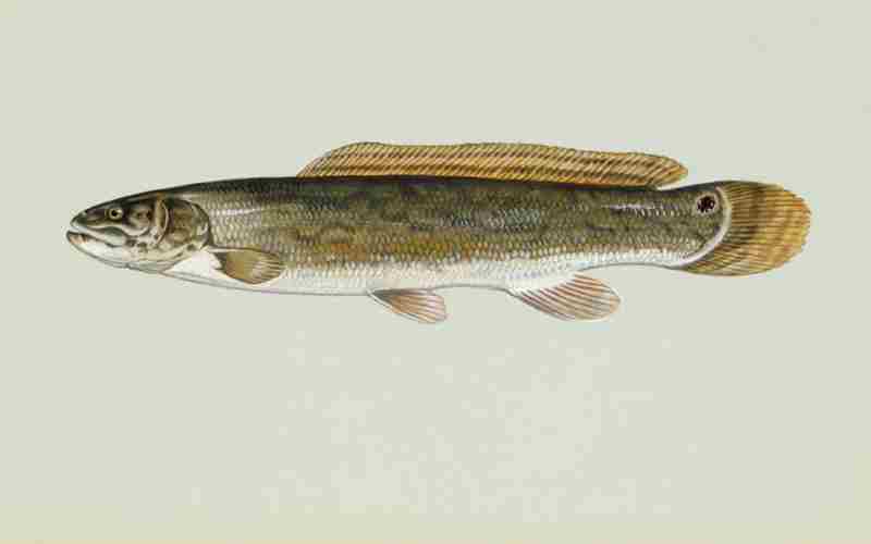 Bowfin (Dogfish)