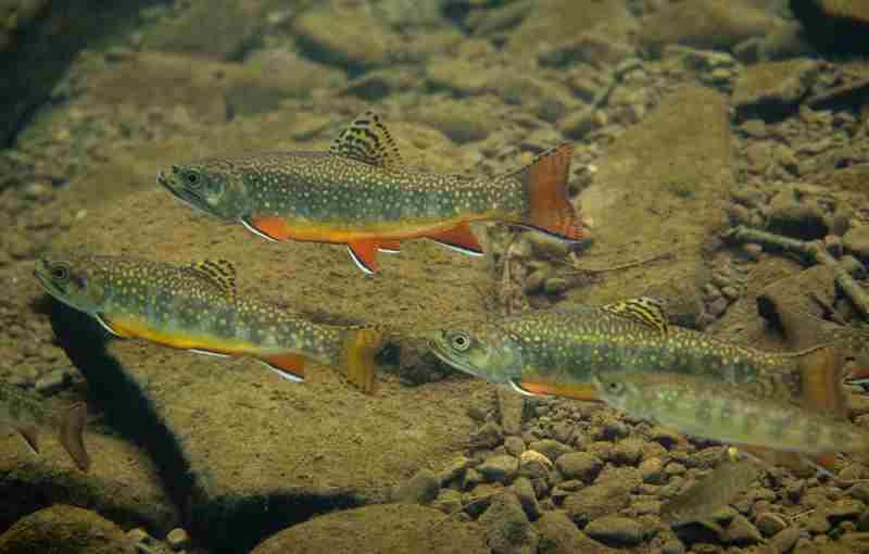 Brook Trout