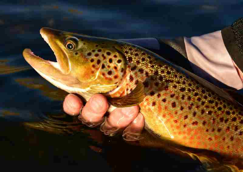 Brown Trout