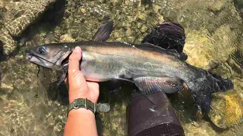 Channel Catfish