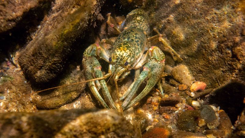 Crayfish (Crawdad)