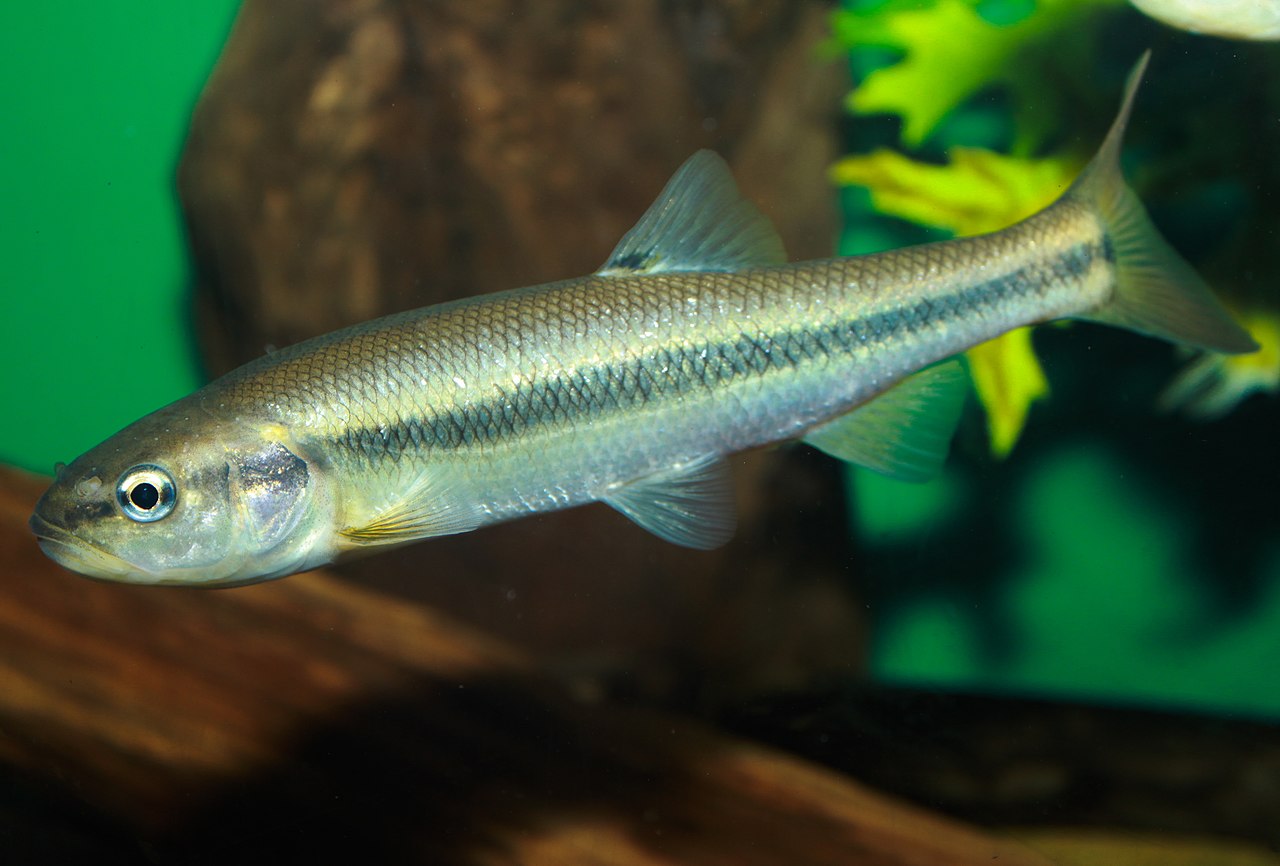 Horned Dace (Creek Chub)