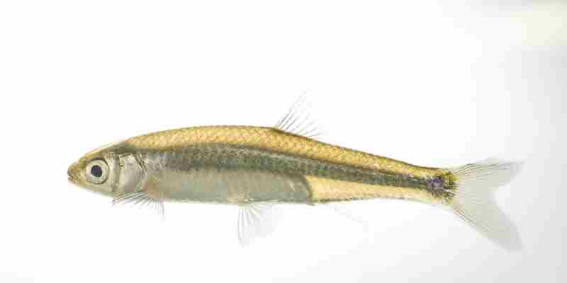 Emerald Shiner