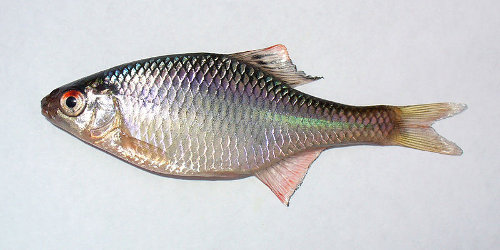 Fallfish