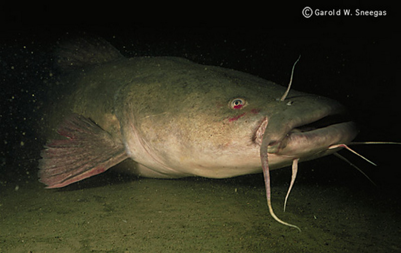 Flathead Catfish