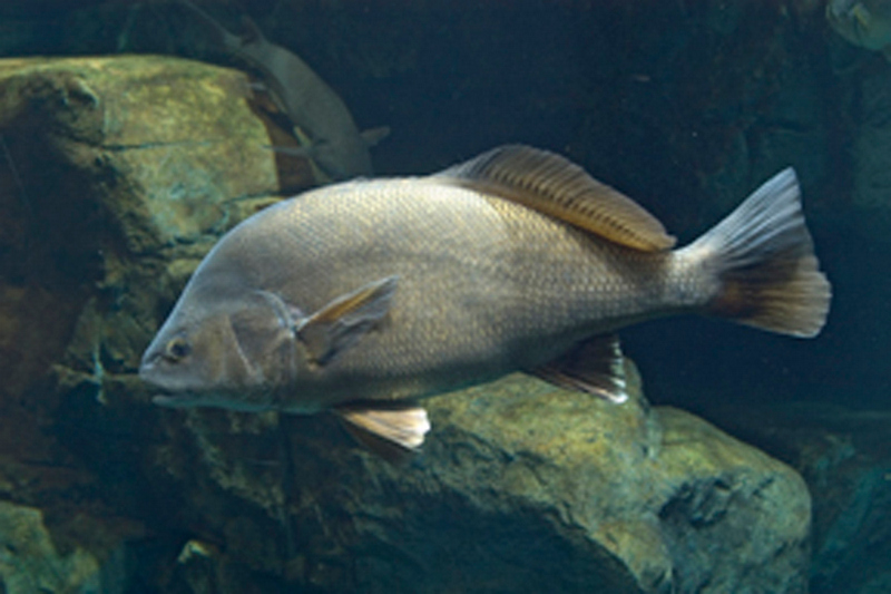 Freshwater Drum