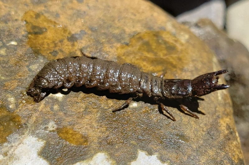 Hellgrammite
