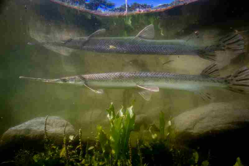 Longnose Gar