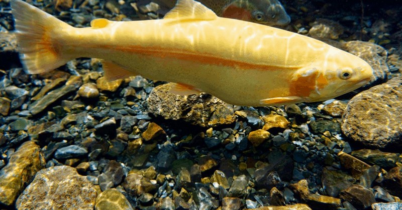 Palomino Trout