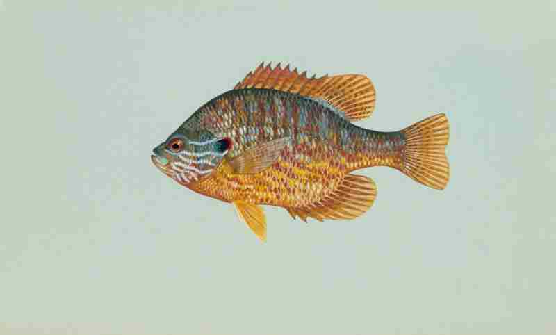 Pumpkinseed Sunfish