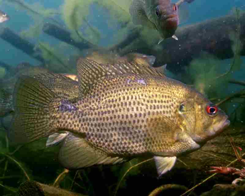 Rock Bass