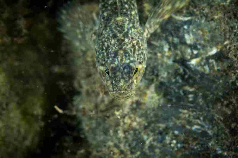 Slimy Sculpin