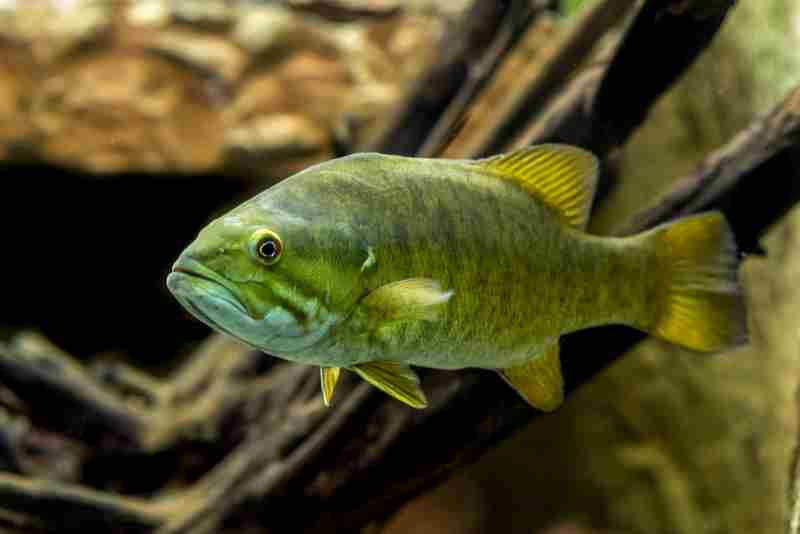 Smallmouth Bass