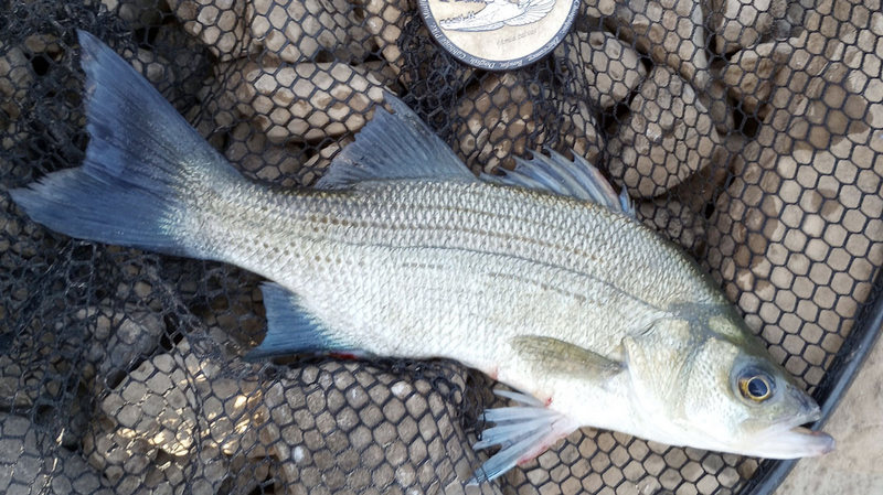 White Bass