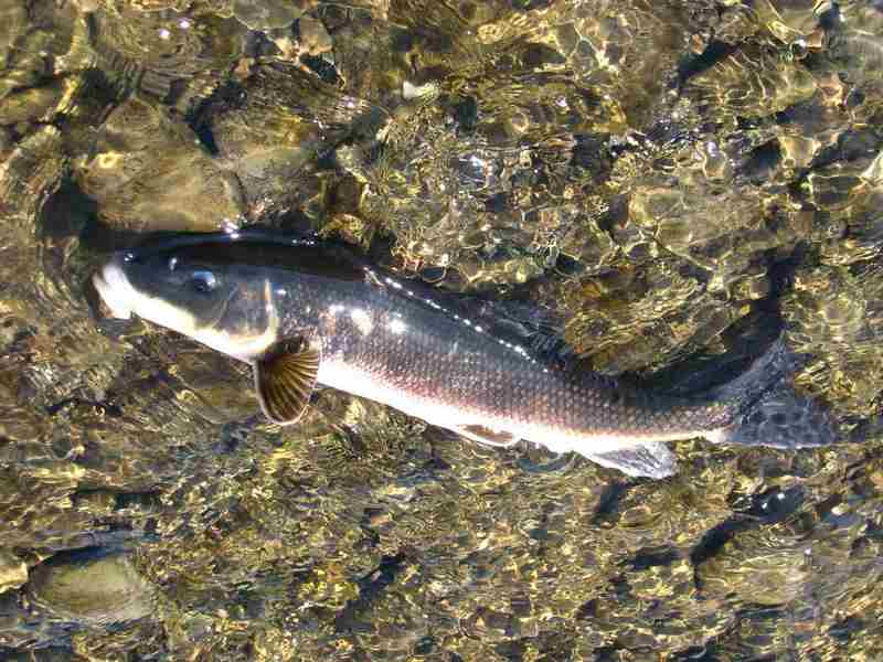 White Sucker
