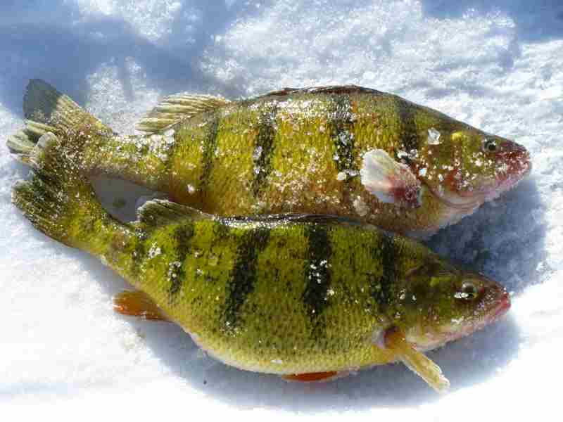 Yellow Perch